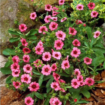 Pięciornik Nepalski Miss Wilmott