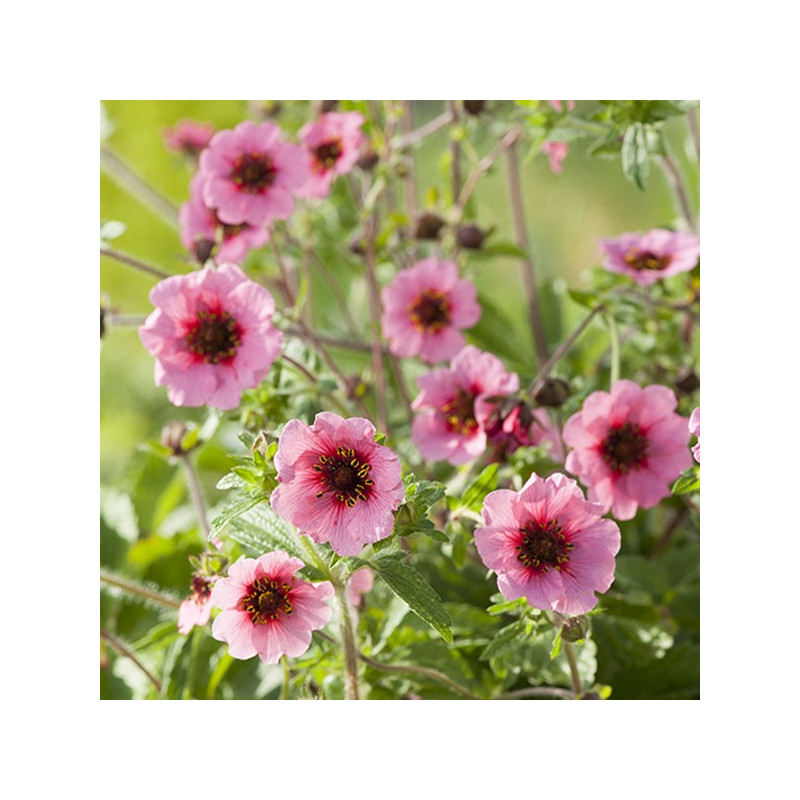 Pięciornik Nepalski Miss Wilmott sadzonka