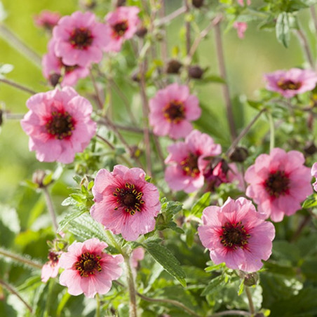 Pięciornik Nepalski Miss Wilmott sadzonka