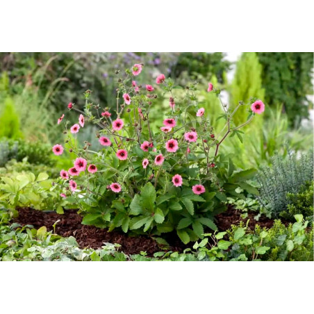 Pięciornik Nepalski cena