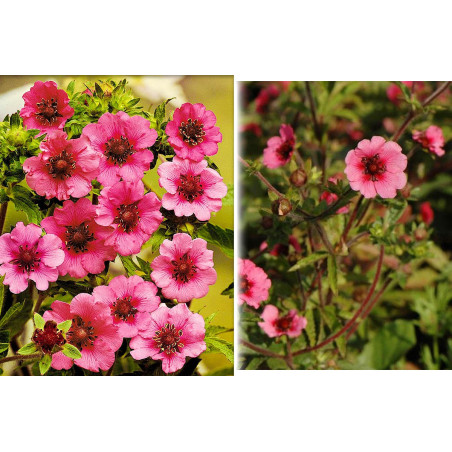 Pięciornik Nepalski cena