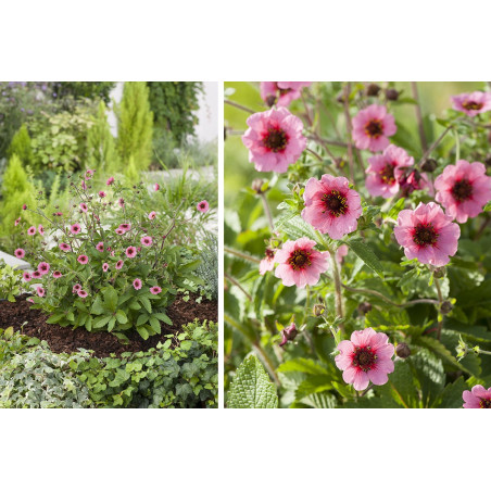 Pięciornik Nepalski gdzie kupić