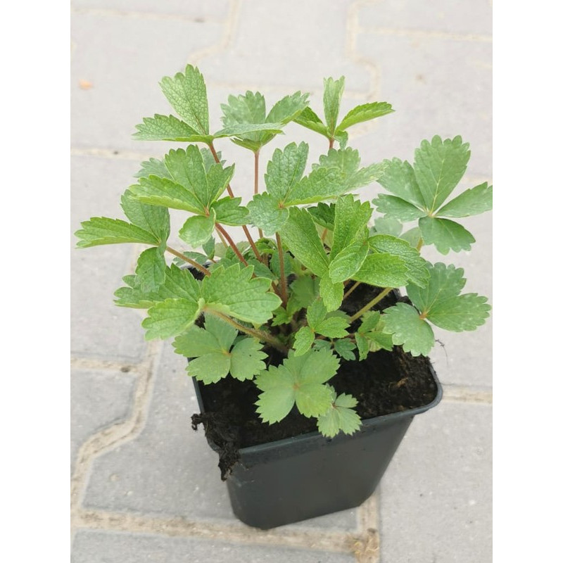 Pięciornik Nepalski sklep