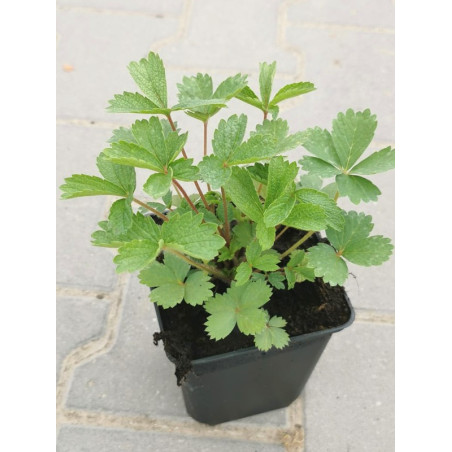 Pięciornik Nepalski sklep