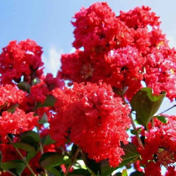 Lagerstroemia indyjska "Purpurea"