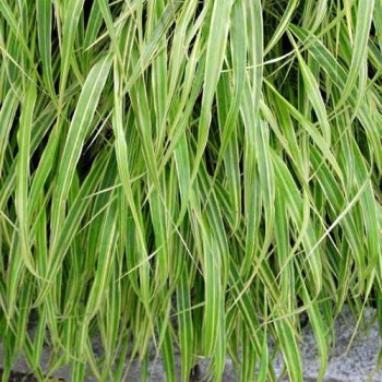 Hakonechloa Macra "Albostriata"