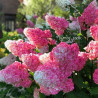Hortensja bukietowa Living Pinky Primrose