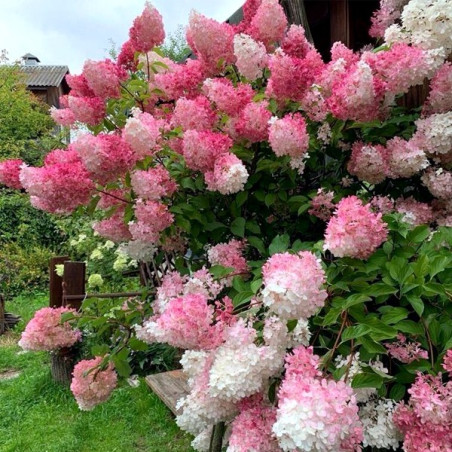 Hortensja bukietowa żywopłot