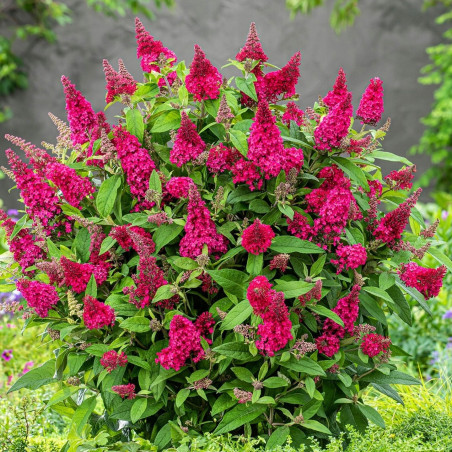 Budleja Butterfly Candy Little Ruby