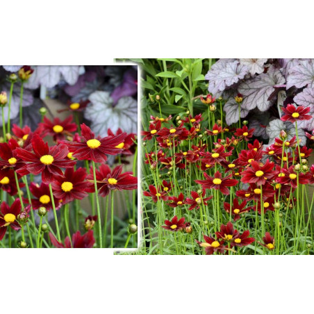 Nachyłek Red Elf cena