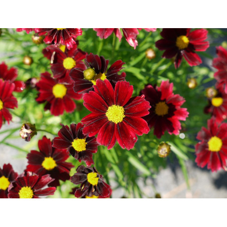 Nachyłek Red Elf SKLEP