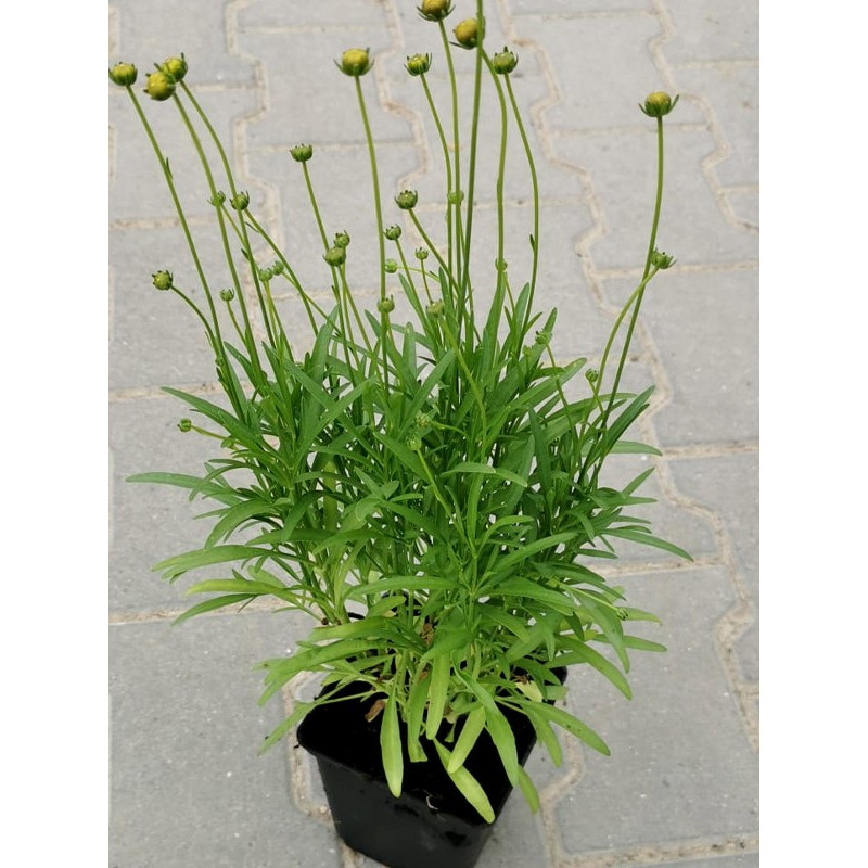 Nachyłek Red Elf CENA SKLEP