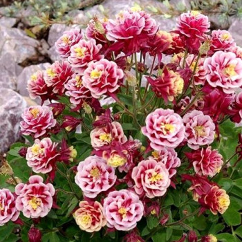 Orlik pełny Winky Double Red &White