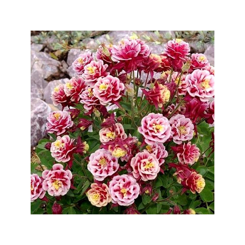 Orlik pełny Winky Double Red &White