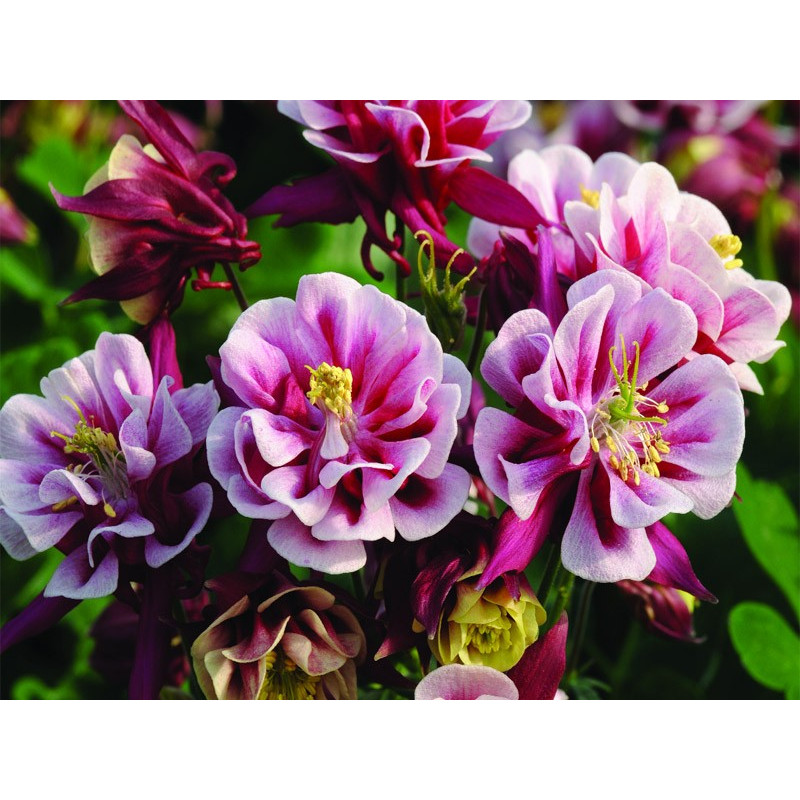 Orlik pełny Winky Double Red &White