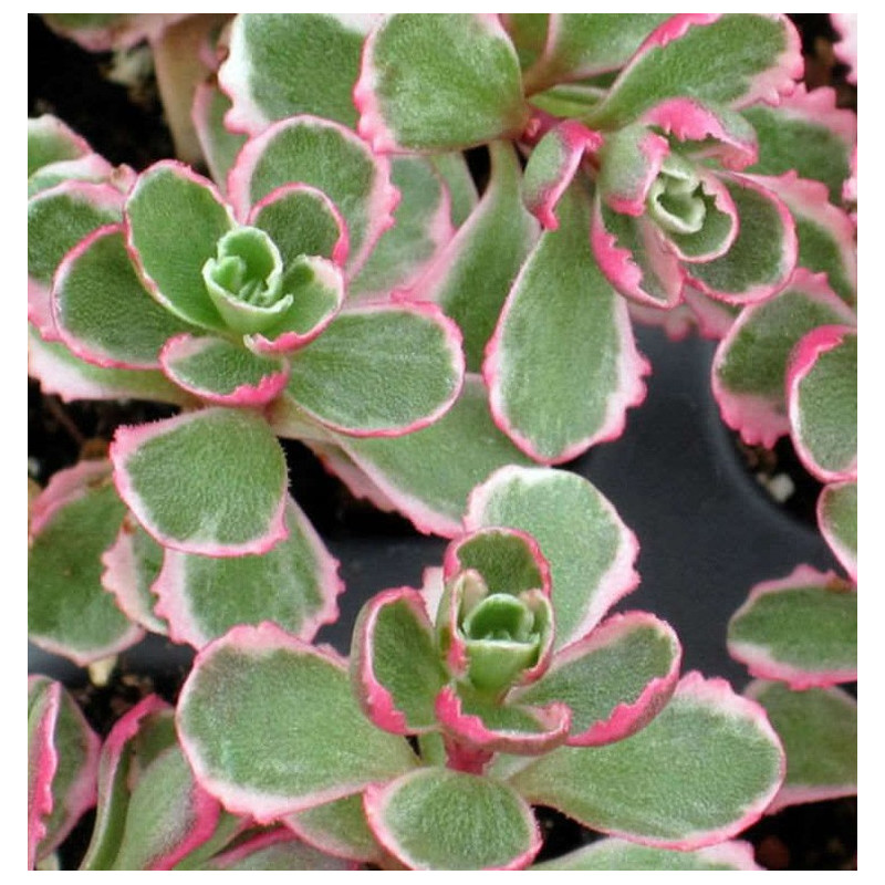 Rozchodnik Kaukaski Tricolour