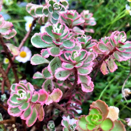 Rozchodnik Kaukaski Tricolour sklep