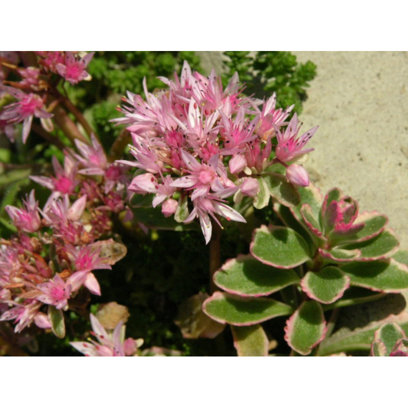 Rozchodnik Kaukaski Tricolour