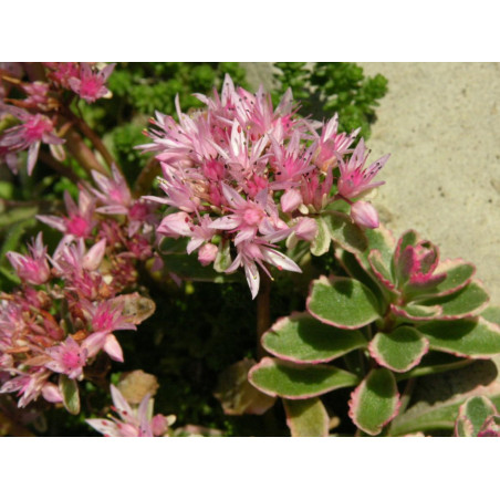 Rozchodnik Kaukaski Tricolour