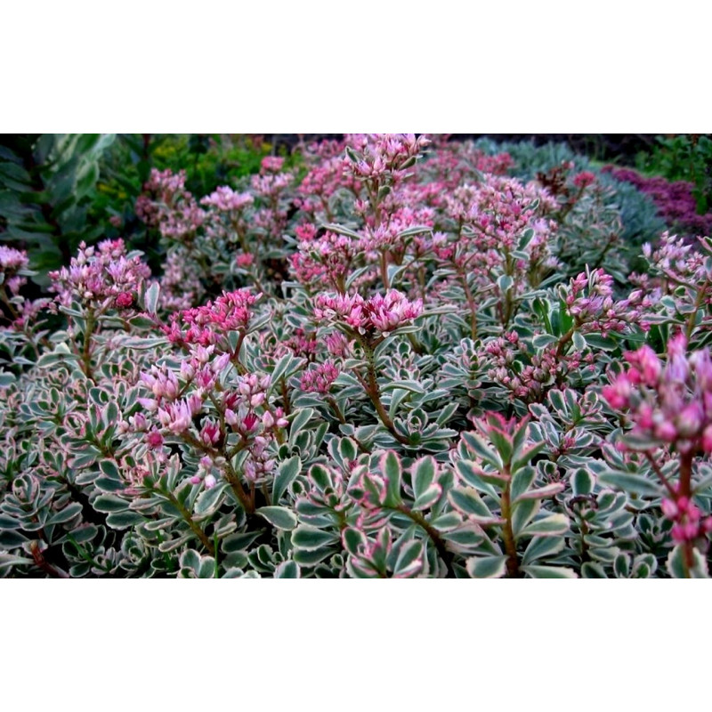 Rozchodnik Kaukaski Tricolour gdzie kupić