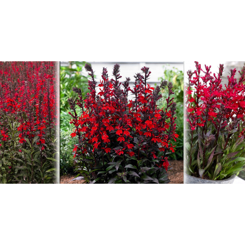 Lobelia okazała Starship Scarlet