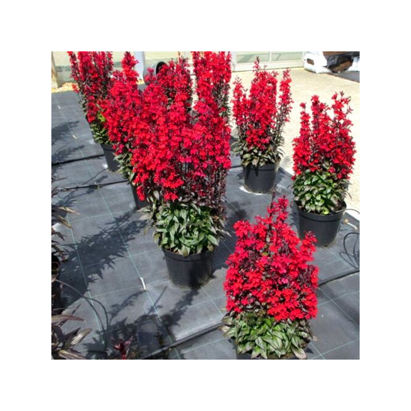 Lobelia okazała Starship Scarlet