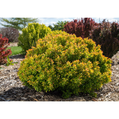 Berberys thunberga Diabolicum