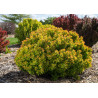 Berberys thunberga Diabolicum