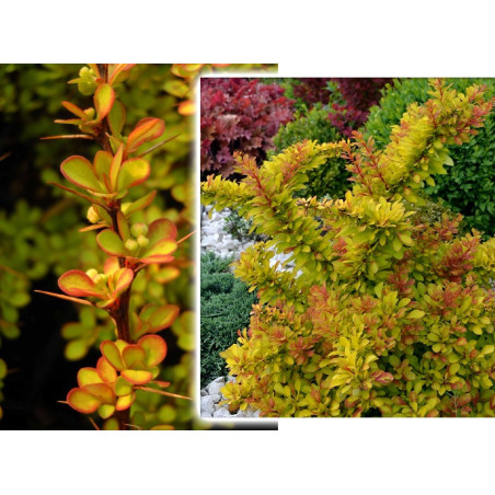 Berberys thunberga Diabolicum