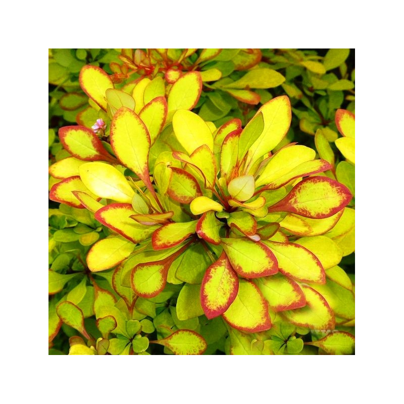 Berberys thunberga Diabolicum