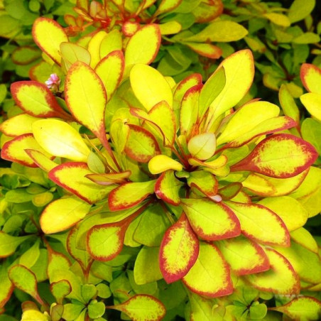 Berberys thunberga Diabolicum