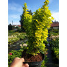 Berberys thunberga Golden Torch cena