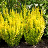Berberys thunberga Golden Torch