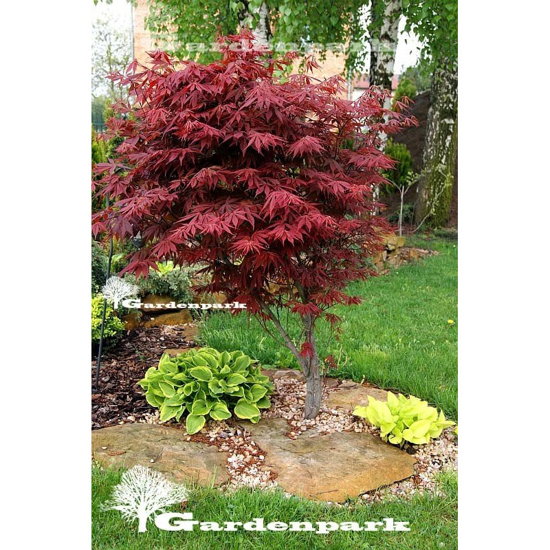 Klon palmowy Atropurpurea