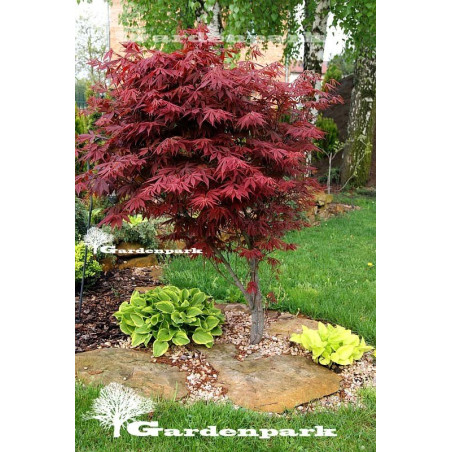 Klon palmowy Atropurpurea