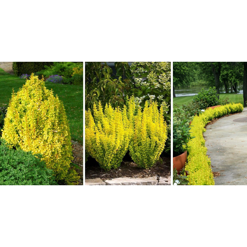 Berberys Golden Torch