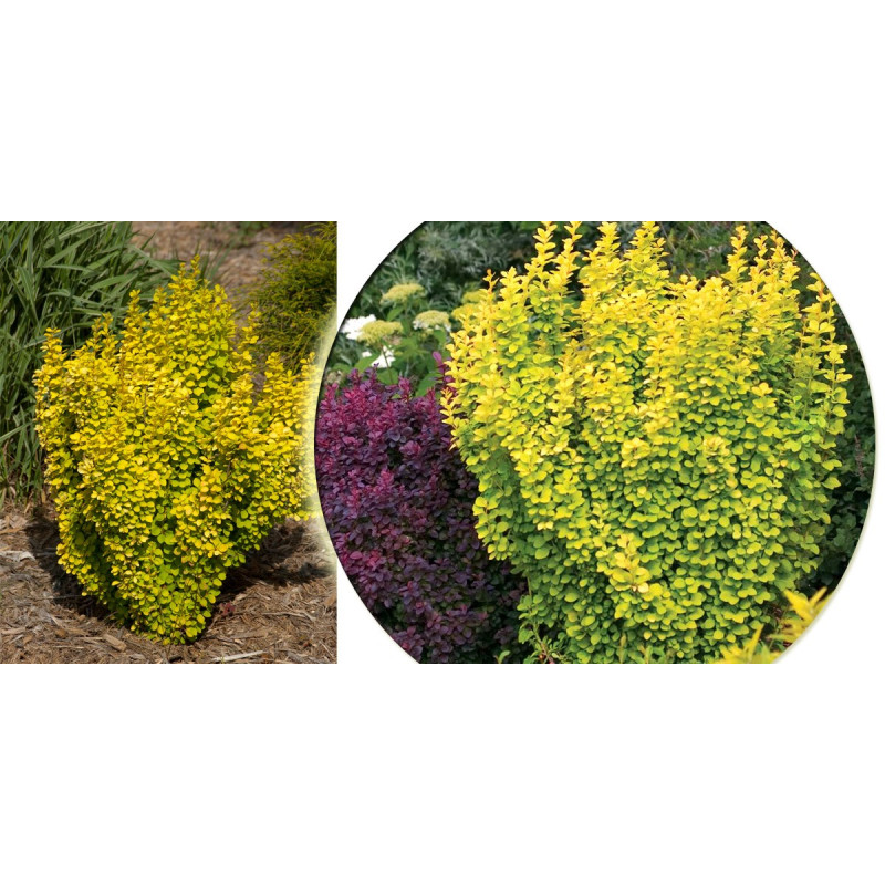 Berberys t sklephunberga Golden Torch