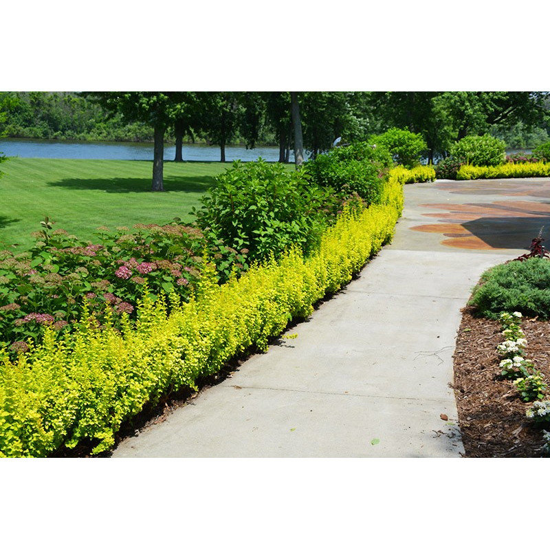 Berberys Golden Torch