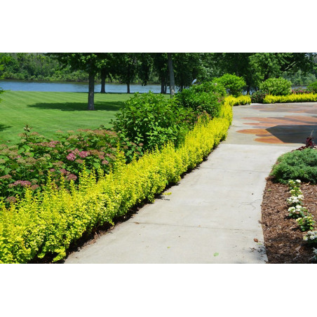 Berberys Golden Torch