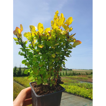 Berberys thunberga Golden Torch cena