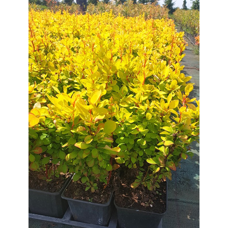 Berberys thunberga Golden Torch sadzonka