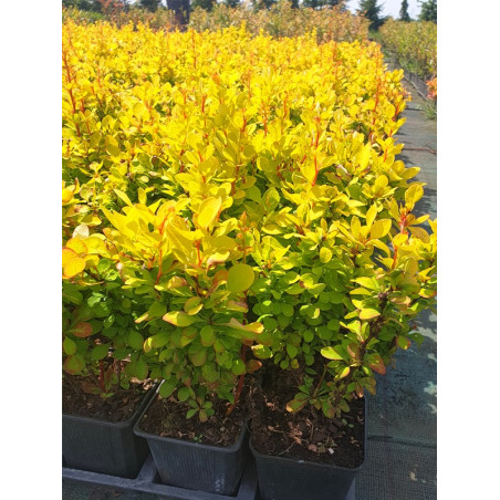Berberys thunberga Golden Torch sadzonka