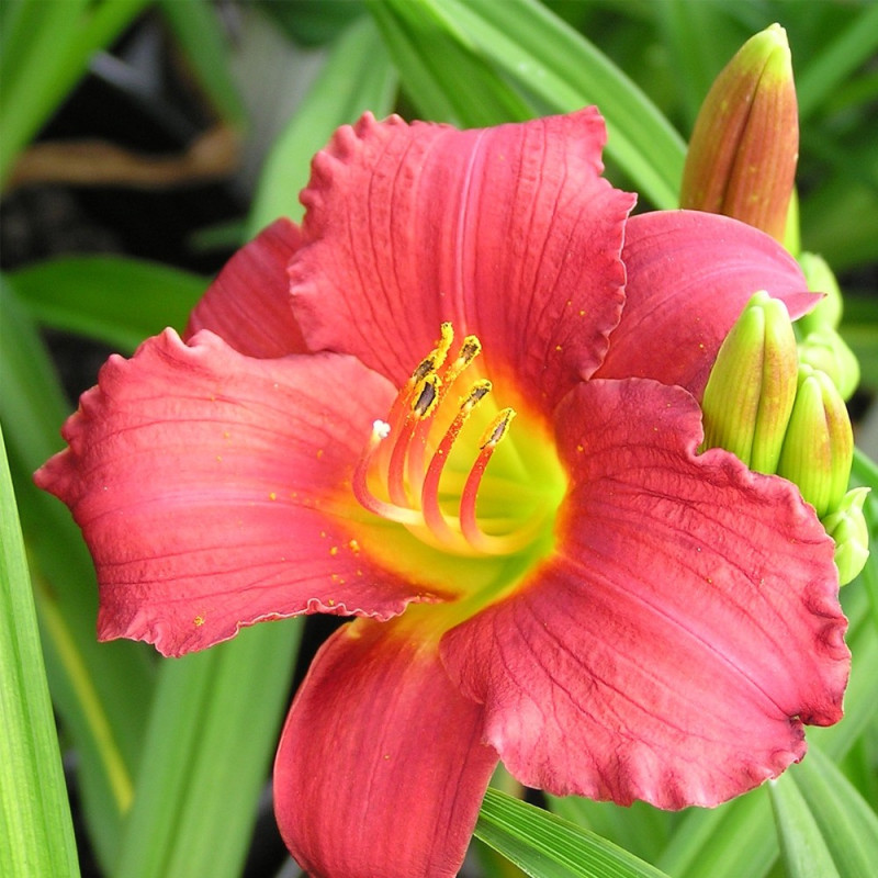 Liliowiec Ruby Stella