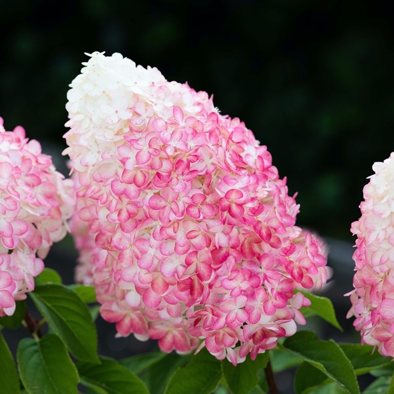 Hortensja bukietowa Living Pink & Rose
