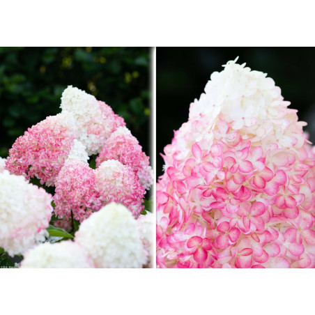 Hortensja bukietowa Living Pink & Rose