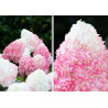 Hortensja bukietowa Living Pink & Rose