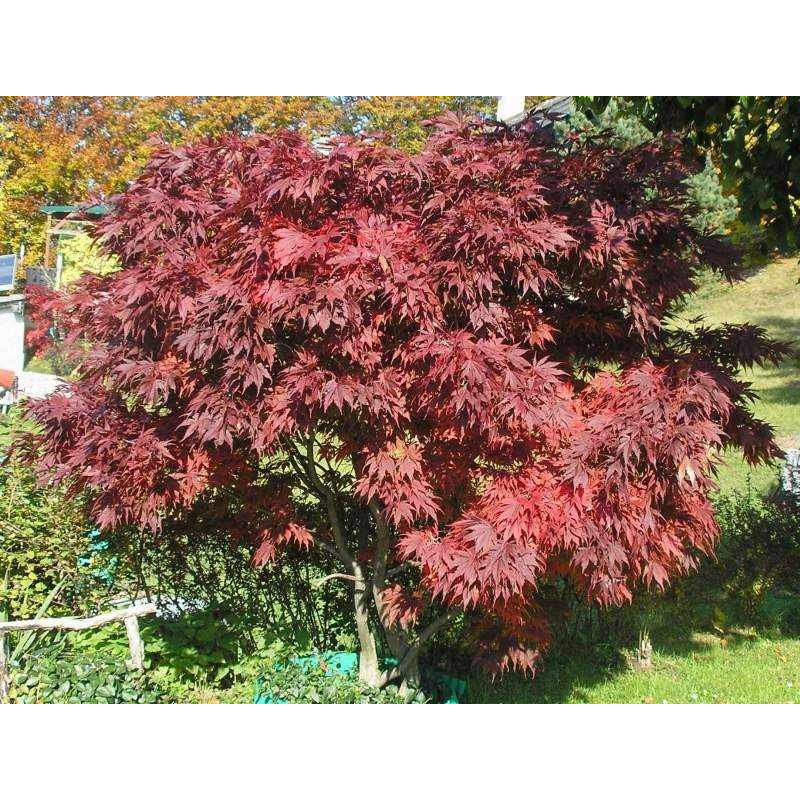 Klon palmowy czerwony