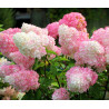 Hortensja bukietowa Living Pink & Rose