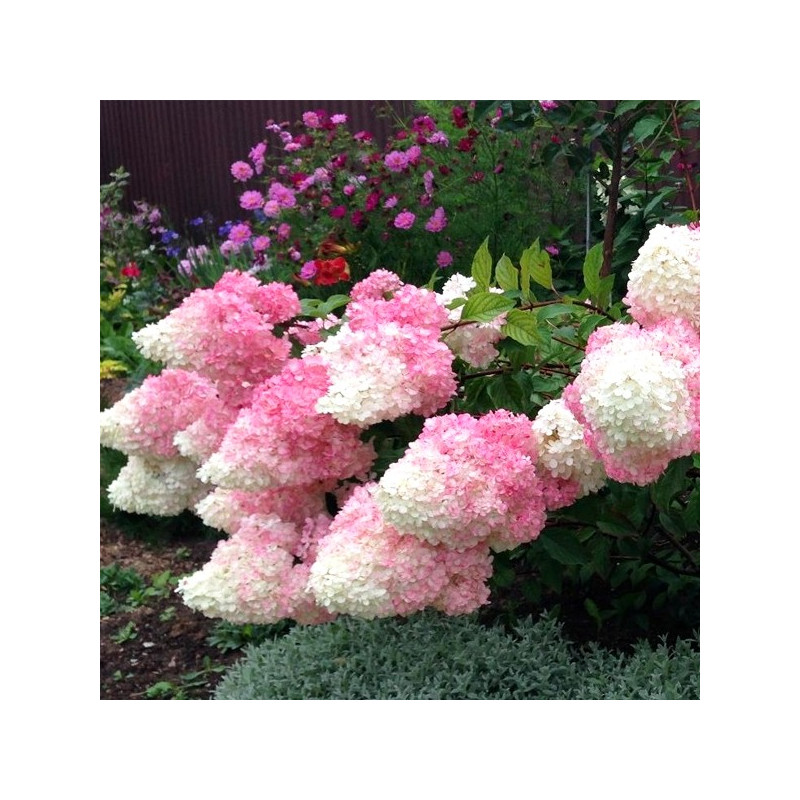 Hortensja bukietowa Living Pink & Rose