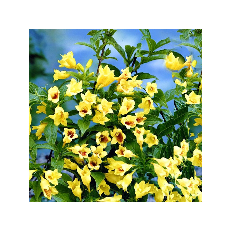 Krzewuszka Middendorfa